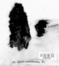 Jackrogersella multiformis image
